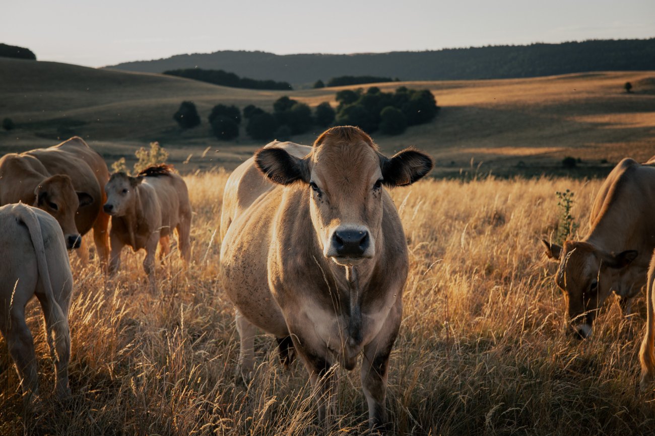 Illustration du projet Aéroport Rodez-Aveyron